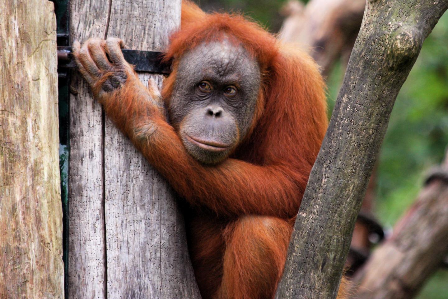 Orangutan