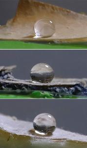 An edible fungus could make paper, fabric liquid-proof