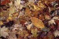 Leaves and Pellets