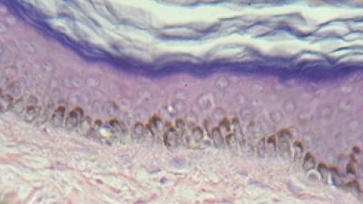 Human Skin