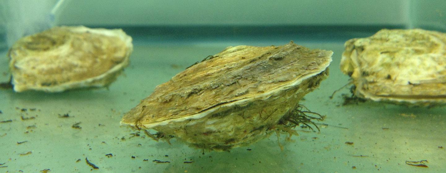 Eastern Oysters' Reaction to Oil Dispersant Tested