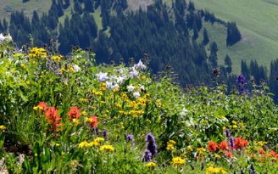 Colorado Rocky Mountain Meadow