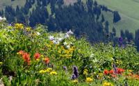 Colorado Rocky Mountain Meadow