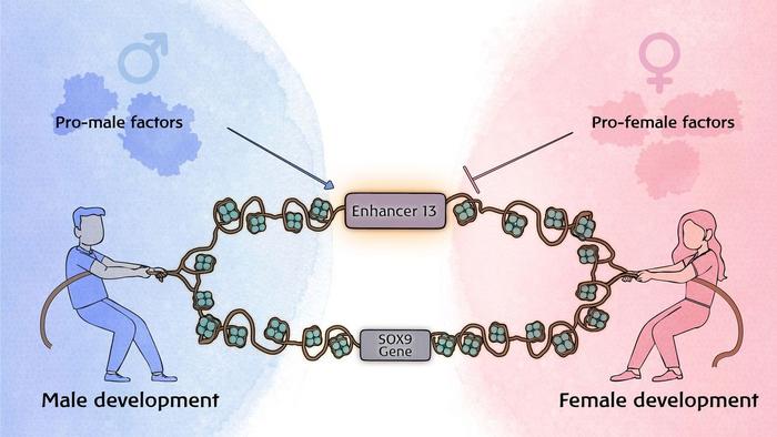 One DNA letter can trigger complete sex reversal, Bar-Ilan University study finds