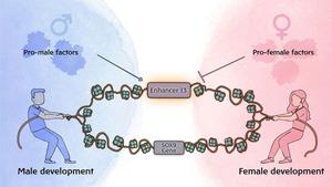One DNA letter can trigger complete sex reversal, Bar-Ilan University study finds