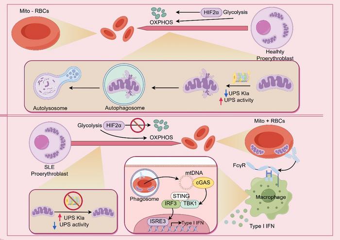 Mitochondrial oxidative stress mechanisms across multiple cell types in SLE.