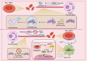 Mitochondrial oxidative stress mechanisms across multiple cell types in SLE.