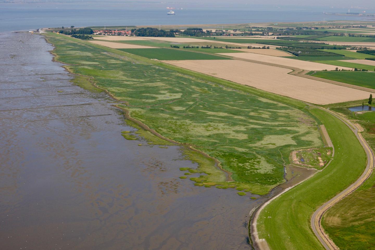 Wetland Migration Barrier