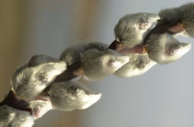 Willow Cut-stem Growers Surveyed