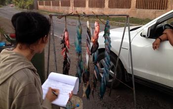 Researchers Conduct a Survey of Fish