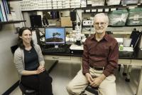 Werren and Martinson