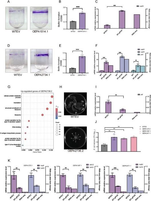 Phenotypic screening of virulence-related traits in sRNA overexpression strains.
