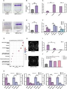 Phenotypic screening of virulence-related traits in sRNA overexpression strains.