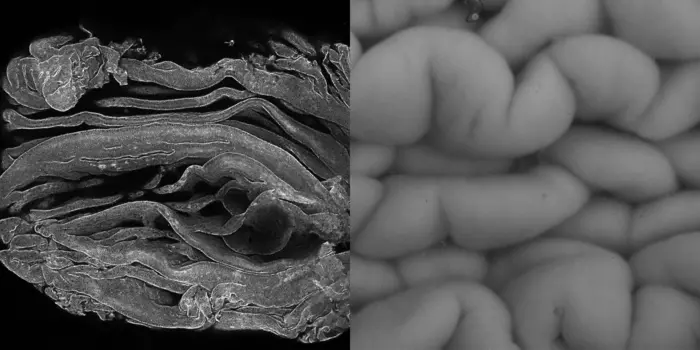 Longitudinal epithelial folds in oviducts