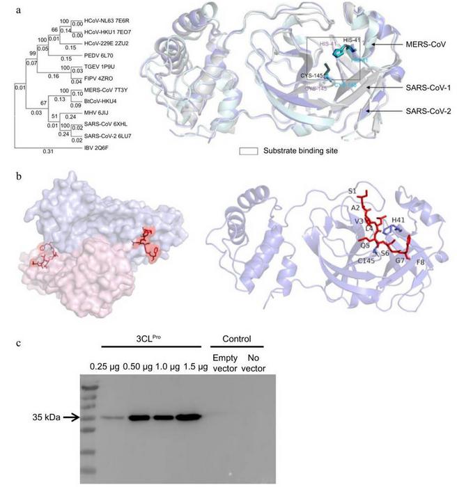 The substrate binding pocket of 3CLPro.