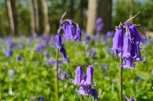 Bluebells in full bloom in a woodland on the outskirts of Cambridge.