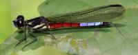 Africocypha Varicolor