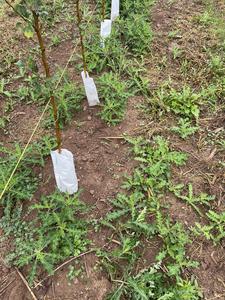 Control of weeds like these is essential in apple orchards