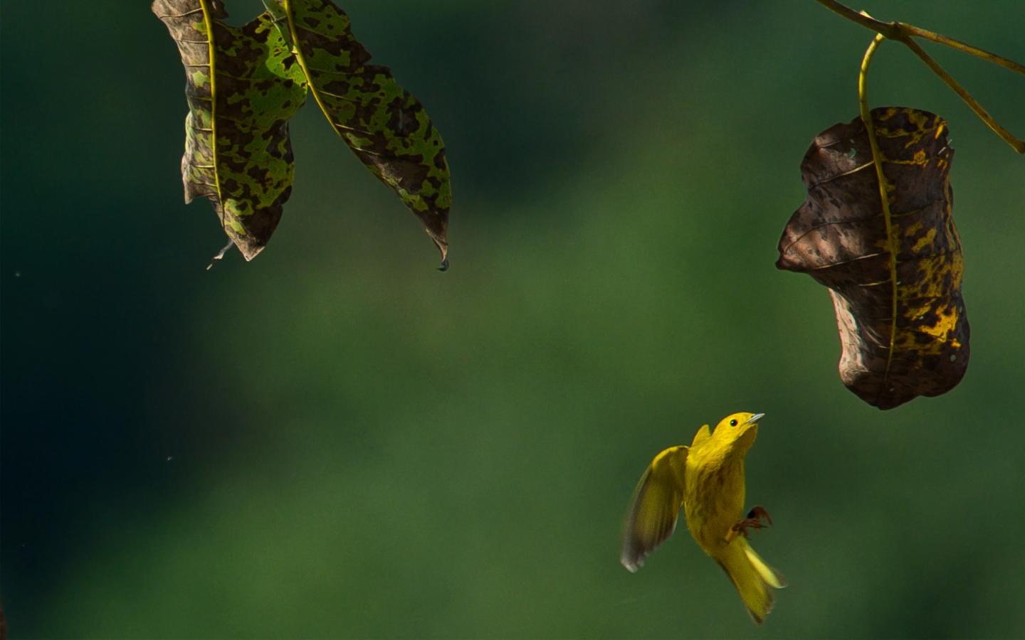 Yellow Warbler
