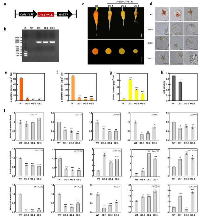 Impacts of DcCYP97A3-overexpression on the metabolism of carotenoid in orange carrot ‘KRD’.