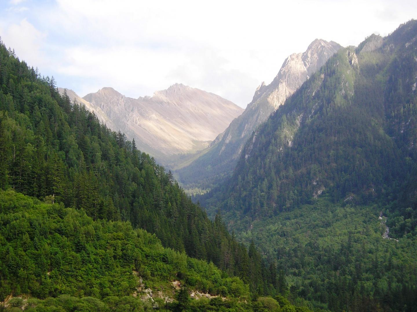 Forests rebound