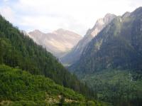 Forests rebound