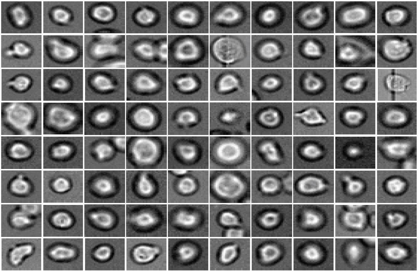 Stem Cells