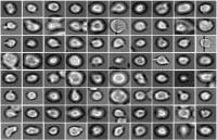 Stem Cells