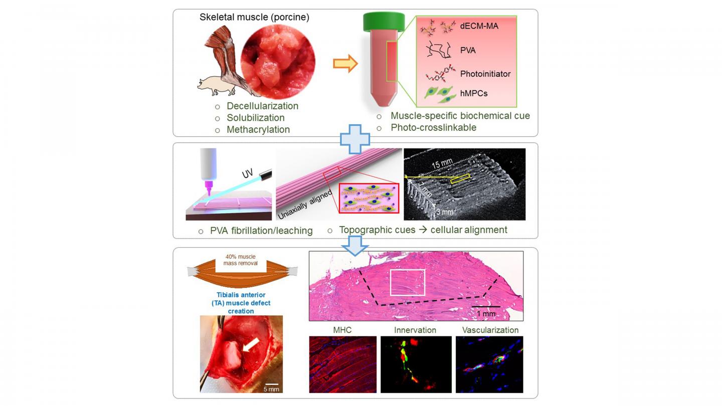 The dECM-MA derived from porcine skeletal muscles is combined with PVA fibrillation