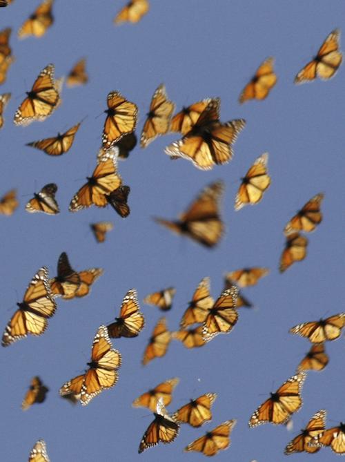 Monarch Butterflies