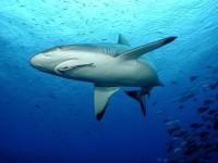 Grey Reef Shark