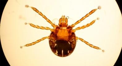 Cattle Ticks
