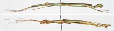 <i>Sinophasma damingshanensis</i>