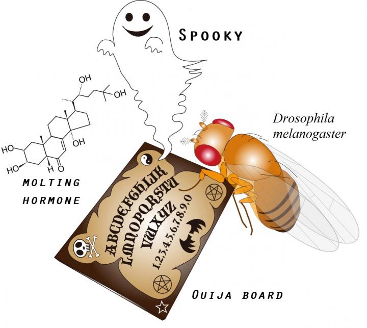 'Ouija Board' Protein