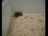 dKO Mouse No Treatment