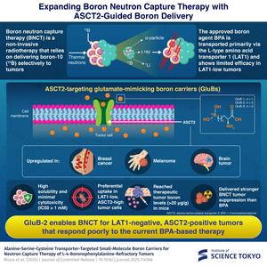 ASCT2-targeted GluB delivery strategy for BNCT
