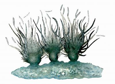 Abgliophragma setosum