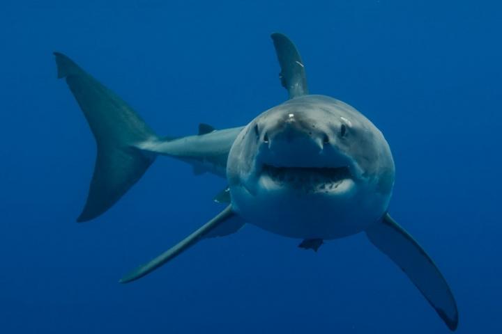 Who's Tougher? Baby Sharks or Daddy Sharks?