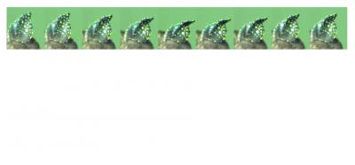 Bat Ear Sequence