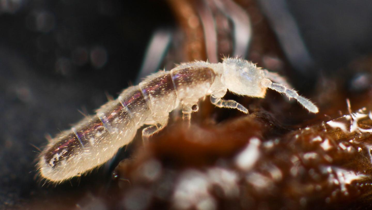 Larger Prey Species in Experiment