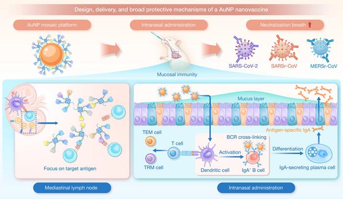 Efficient Mucosal Penetration and Local Immune Activation by a Broad-Spectrum Gold Nanovaccine Platform