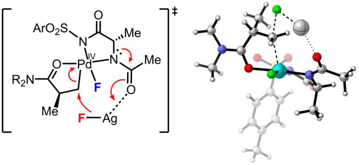 Scripps Research team pioneers an efficient way to stereoselectively add fluorine to drug-like molecules