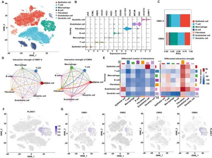 The single-cell RNA sequencing analysis reveals diverse cell types and the distribution of PLXNC1 in the four CMS subtypes