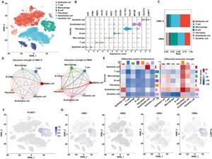 The single-cell RNA sequencing analysis reveals diverse cell types and the distribution of PLXNC1 in the four CMS subtypes