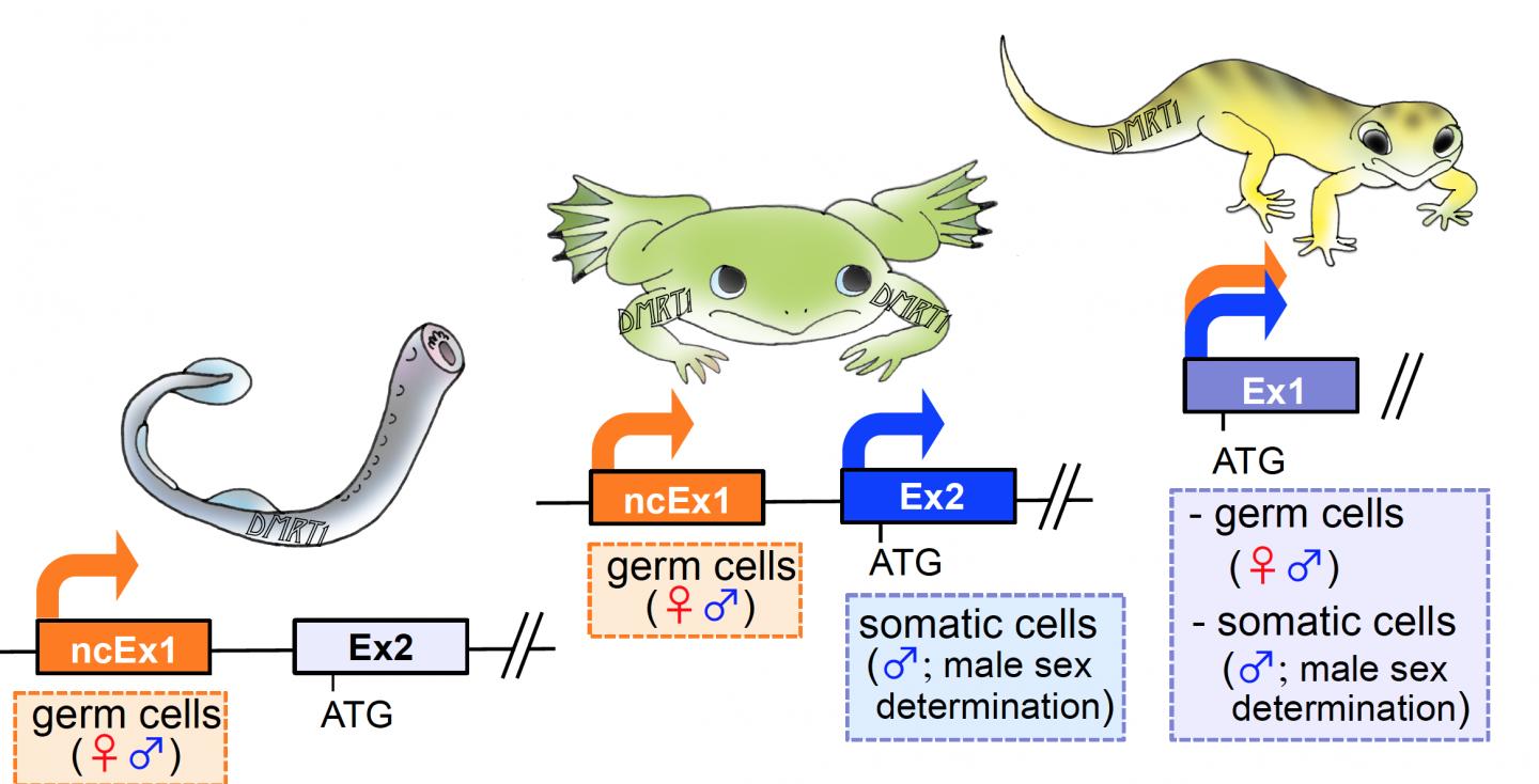 Vertebrate Sex Determination