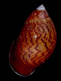 Snail