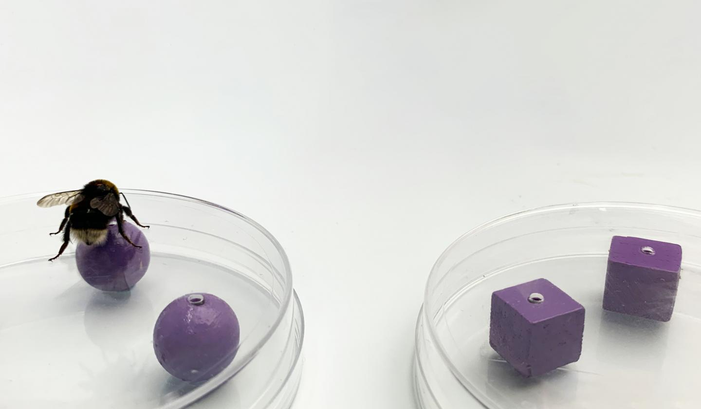 Bumblebees Recognize Objects Through Sight and Touch, A Complex Cognitive Feat (3 of 10)