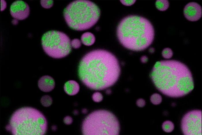 RNA clusters disassemble
