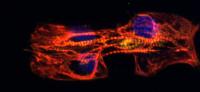 Fluorescently Stained Lab-Fabricated Cardiomyocytes