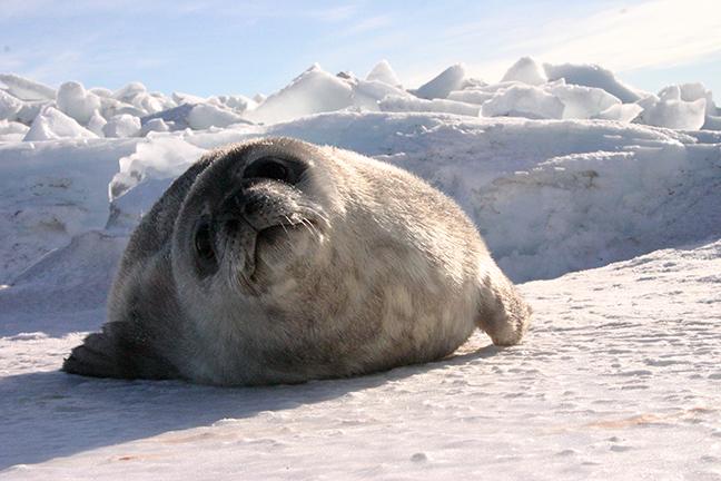 Weddell Seal